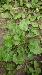 Plantago asiatica