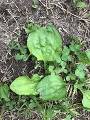 Plantago asiatica