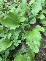 Plantago asiatica