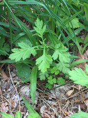 Artemisia princeps