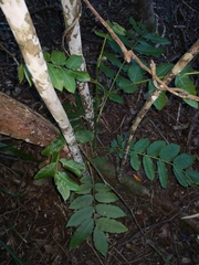 Dysoxylum mollissimum