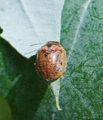 Paropsisterna m-fuscum