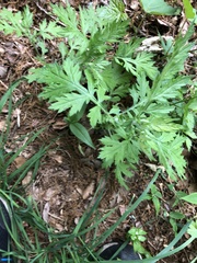 Artemisia princeps