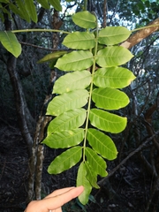 Dysoxylum mollissimum