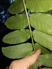 Dysoxylum mollissimum