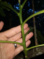 Dysoxylum mollissimum