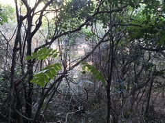 Dysoxylum mollissimum