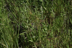 Stachys rigida quercetorum