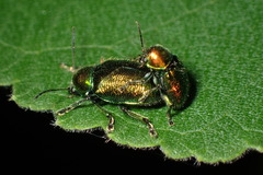 Abirus fortunei