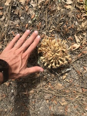 Aphyllon californicum