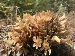 Aphyllon californicum