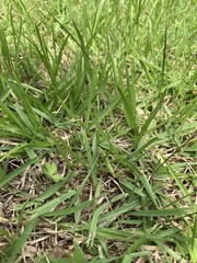 Zoysia japonica