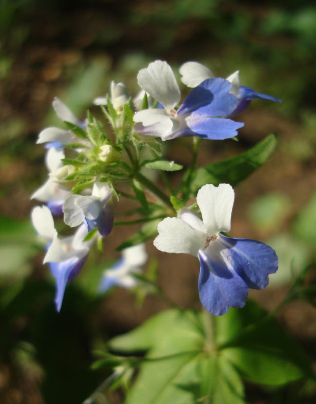 Collinsia verna