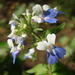 Spring Blue-eyed Mary - Photo (c) zen Sutherland, some rights reserved (CC BY-NC-SA)