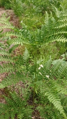 Pteridium