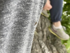 Ochlerotatus