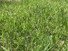 Zoysia japonica