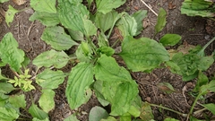 Plantago asiatica