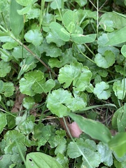 Hydrocotyle sibthorpioides