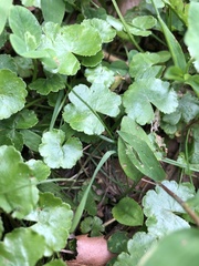Hydrocotyle sibthorpioides
