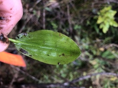 Potamogeton suboblongus