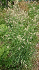 Dactylis glomerata