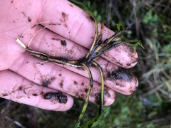 Potamogeton suboblongus
