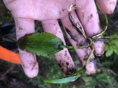 Potamogeton suboblongus