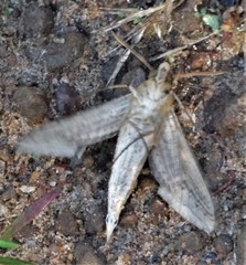 Hippotion balsaminae