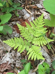 Pteridium aquilinum