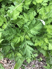 Artemisia princeps