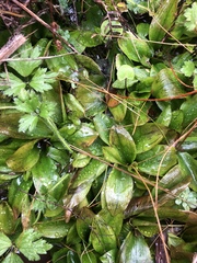 Potamogeton suboblongus