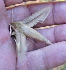 Hippotion balsaminae