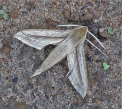 Hippotion balsaminae