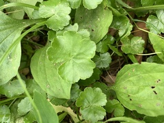 Hydrocotyle sibthorpioides