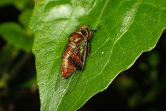 Mogannia nasalis