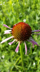 Echinacea atrorubens