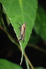 Orthopagus splendens