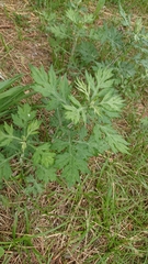Artemisia princeps
