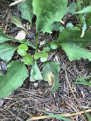 Plantago