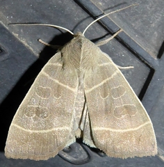 Ipimorpha pleonectusa