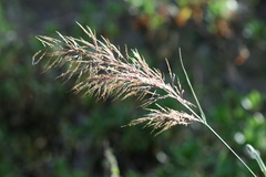 Capillipedium spicigerum