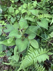 Houttuynia cordata