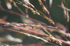 Capillipedium spicigerum