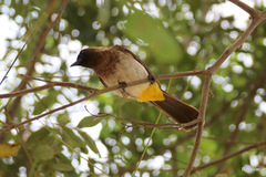 Pycnonotus barbatus tricolor