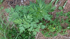 Artemisia princeps