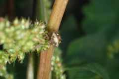 Eysarcoris guttigerus