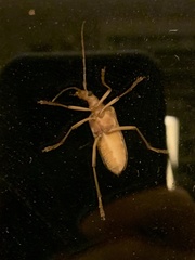 Centrodera