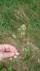 Dactylis glomerata