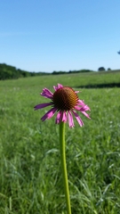 Echinacea atrorubens